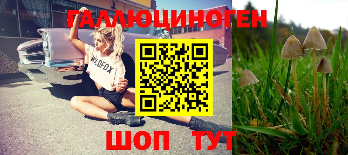 Мытищи  Галлюциногенные грибы Psilocybe  Вход с VPN 